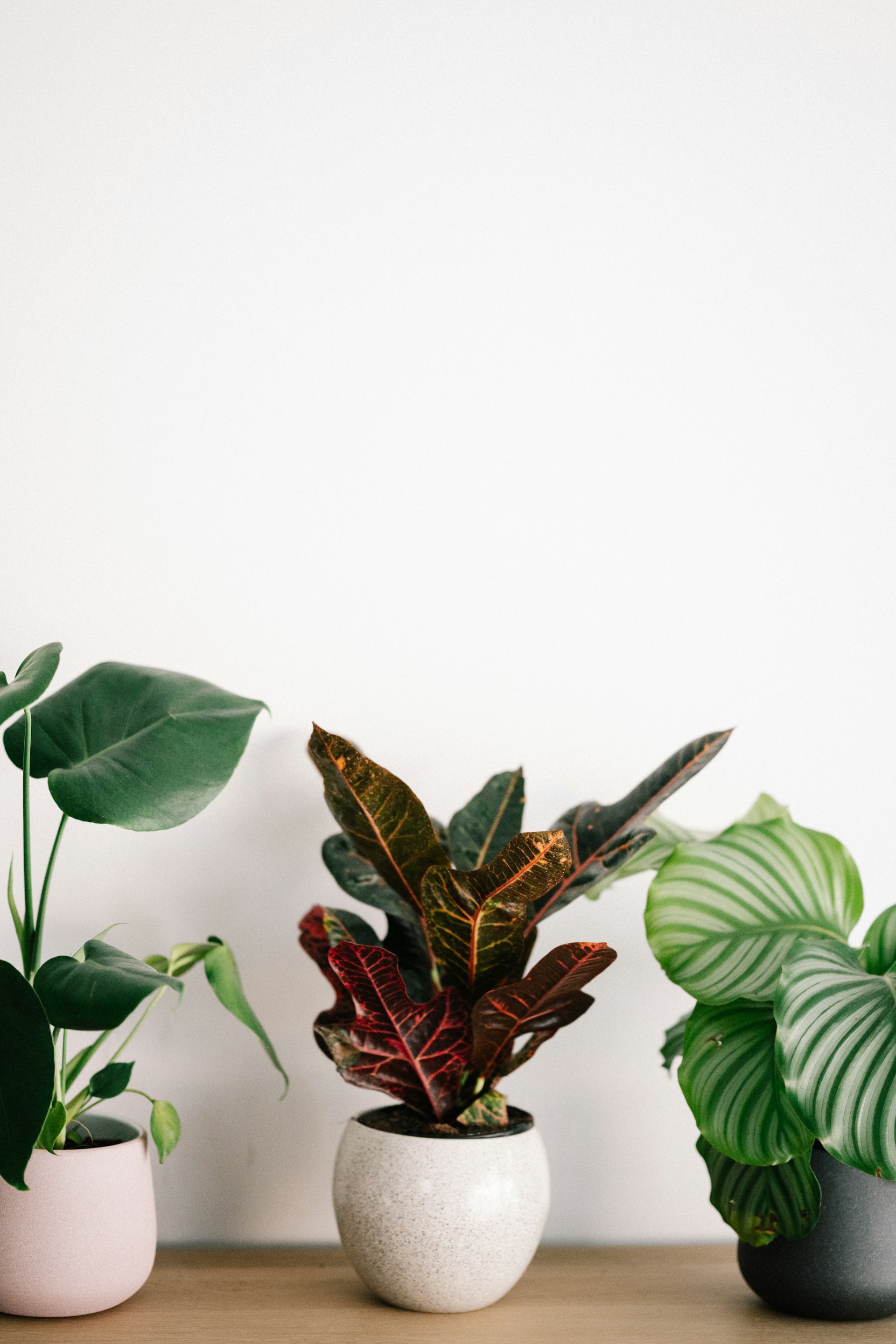 Artificial plants styled in a living space