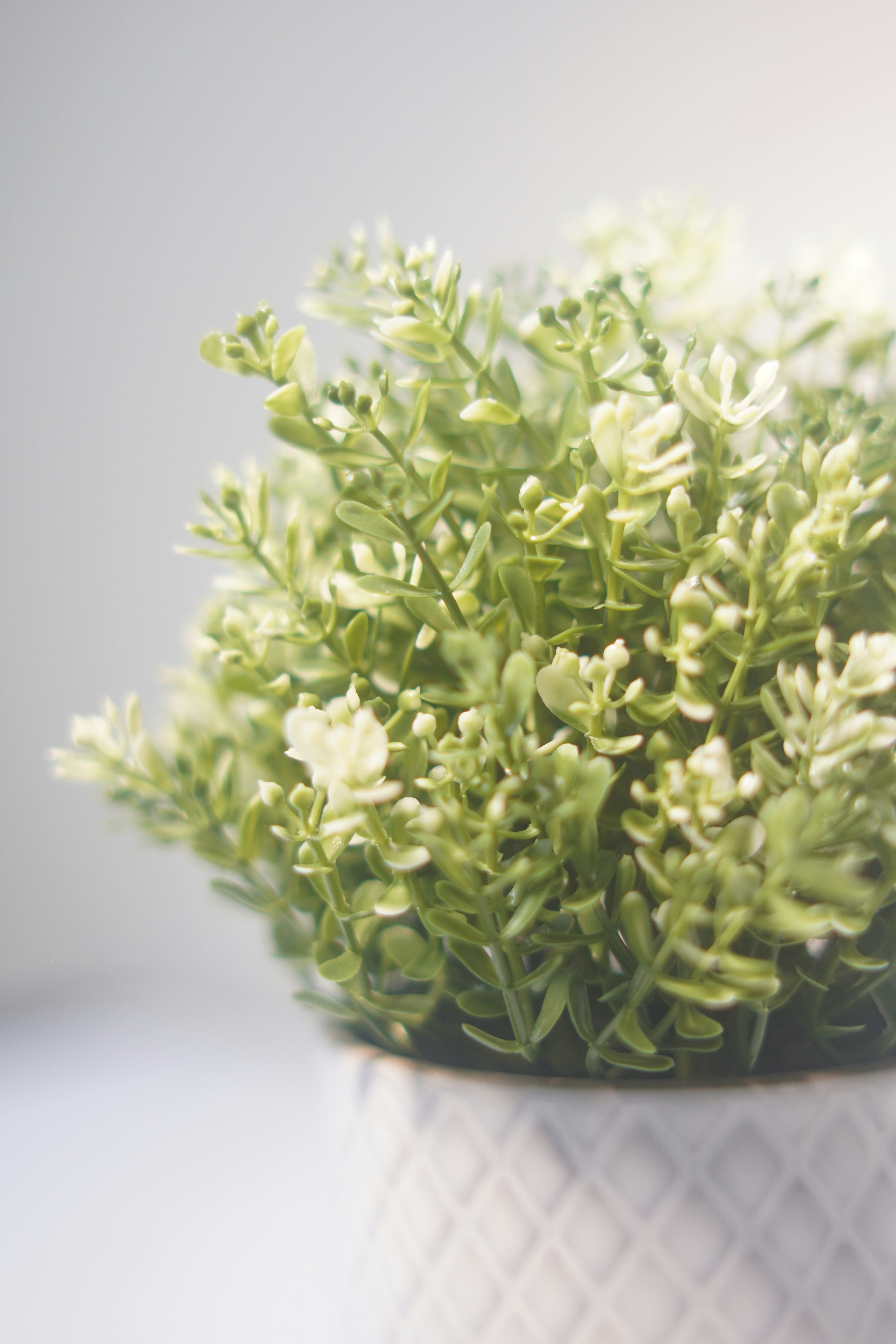 Vertical Green Walls — Afloraa