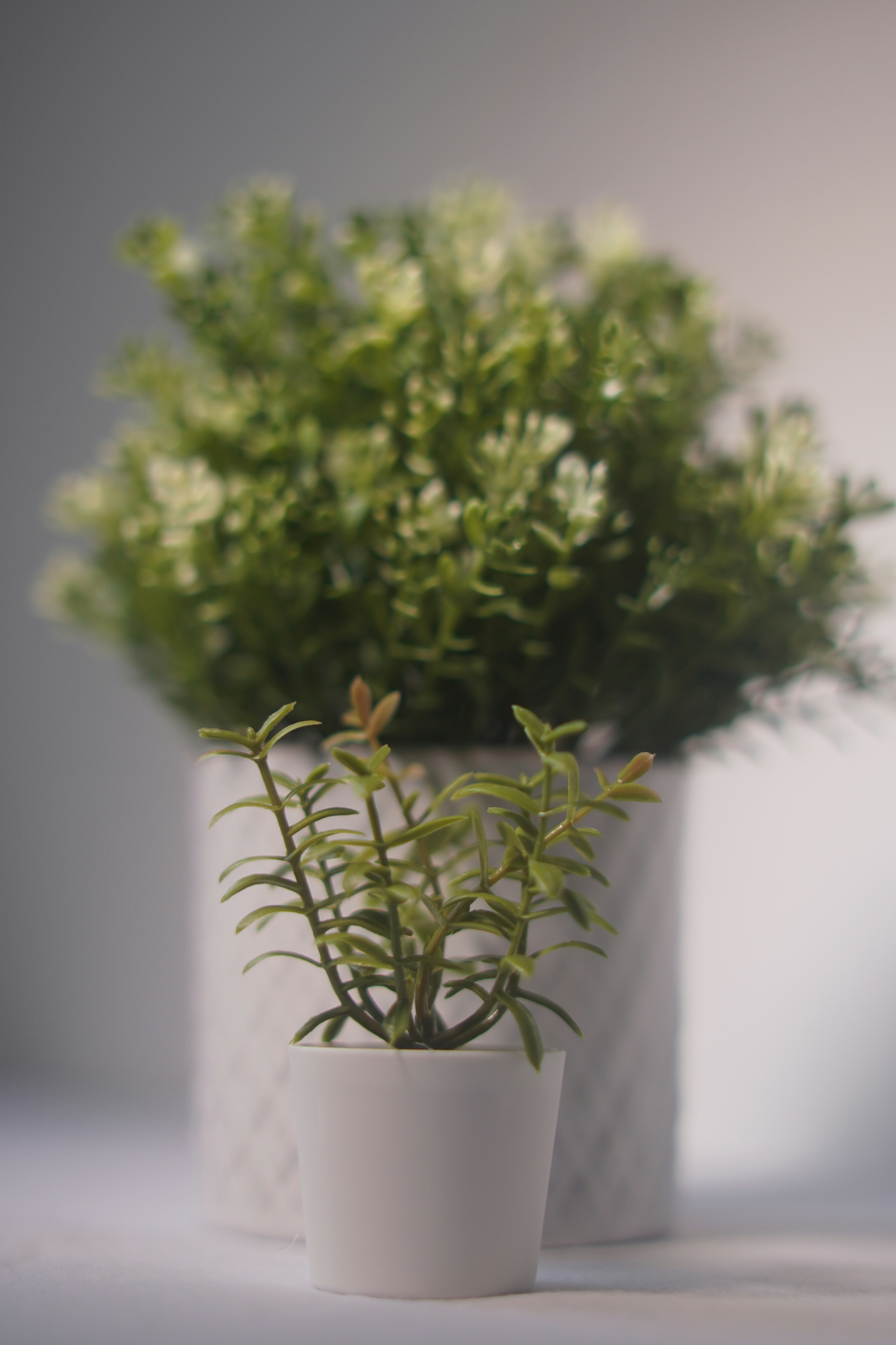 Designer Planters — Afloraa