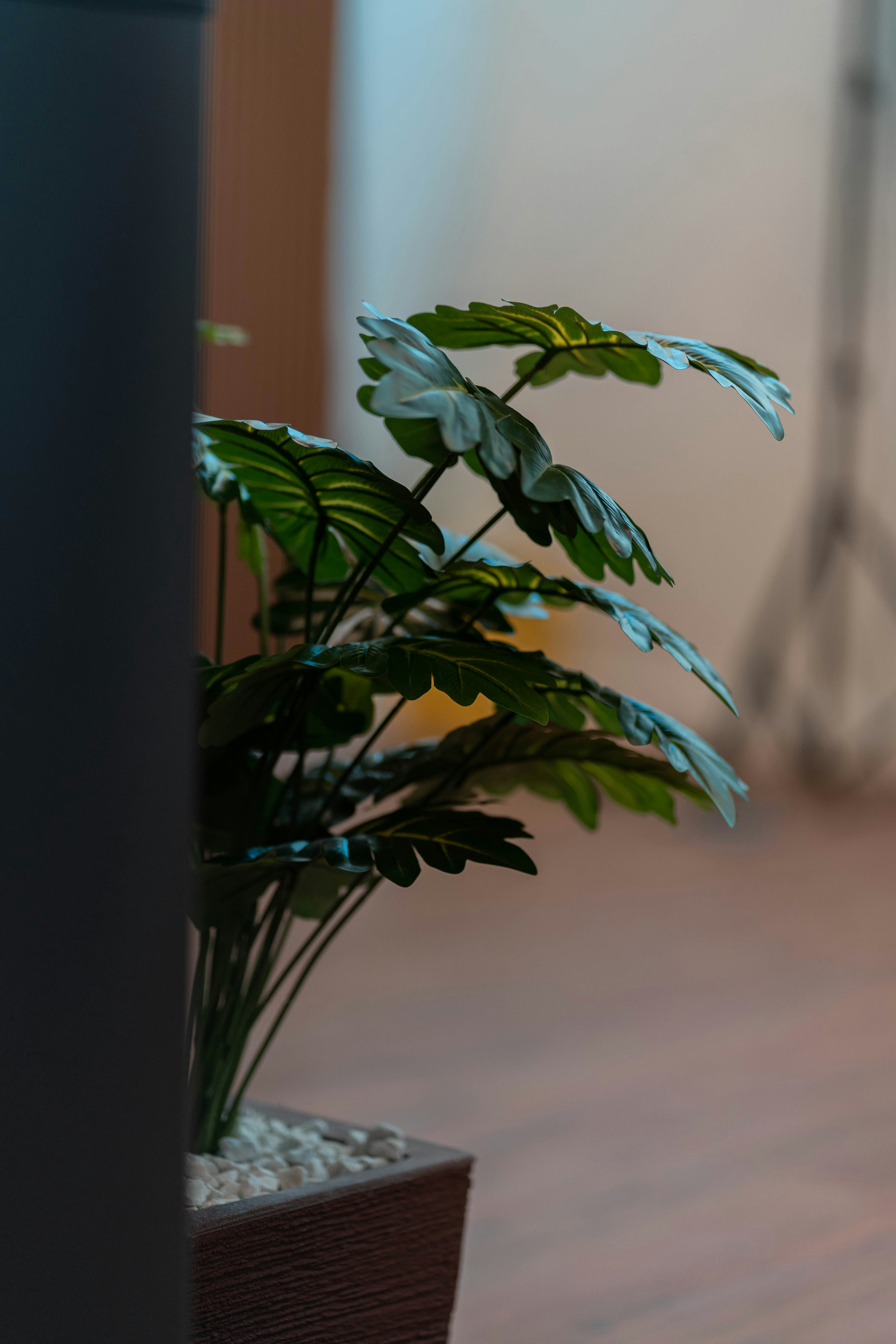 Custom Artificial Trees — Afloraa