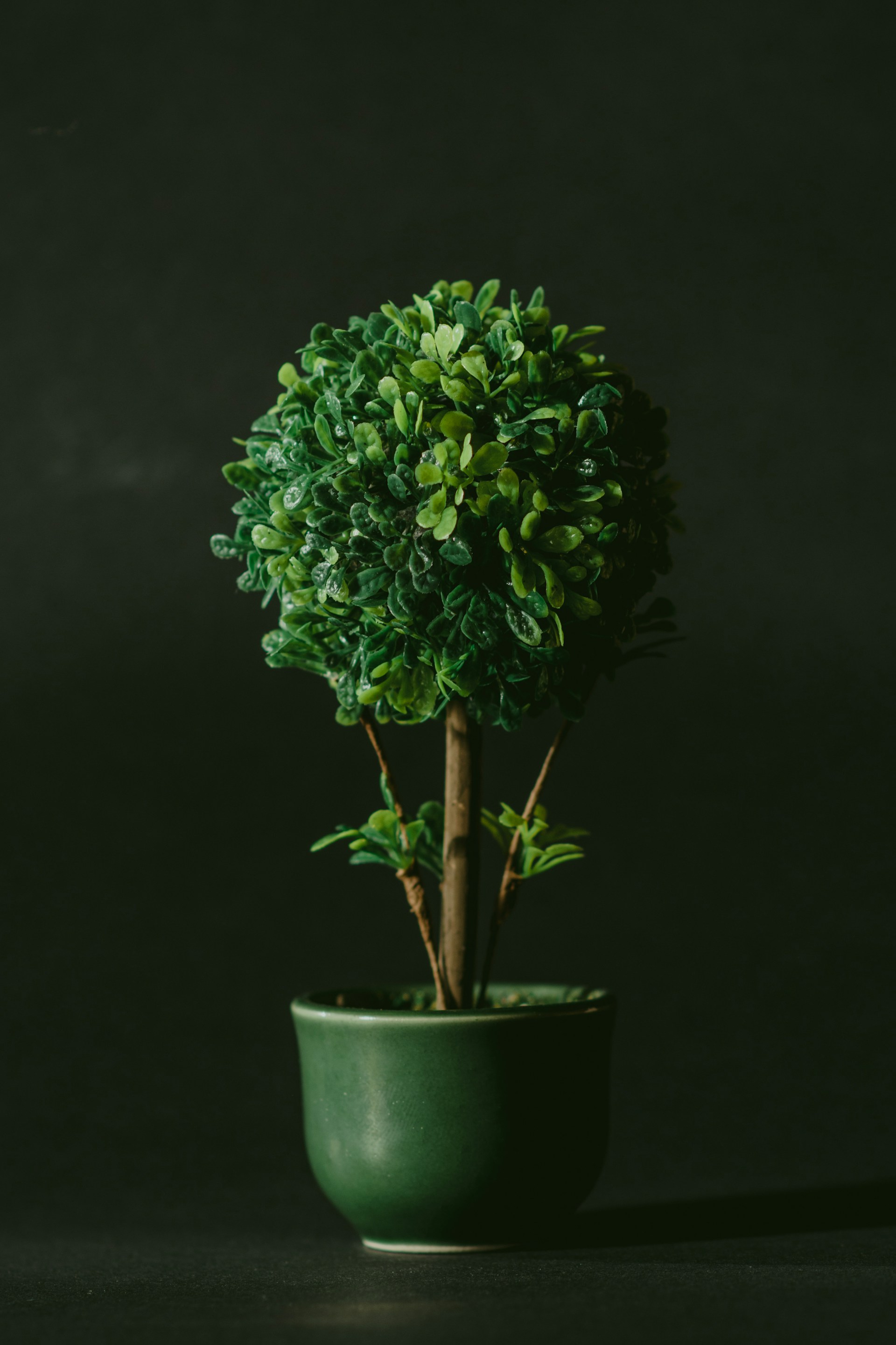 Artificial Hedges — Afloraa