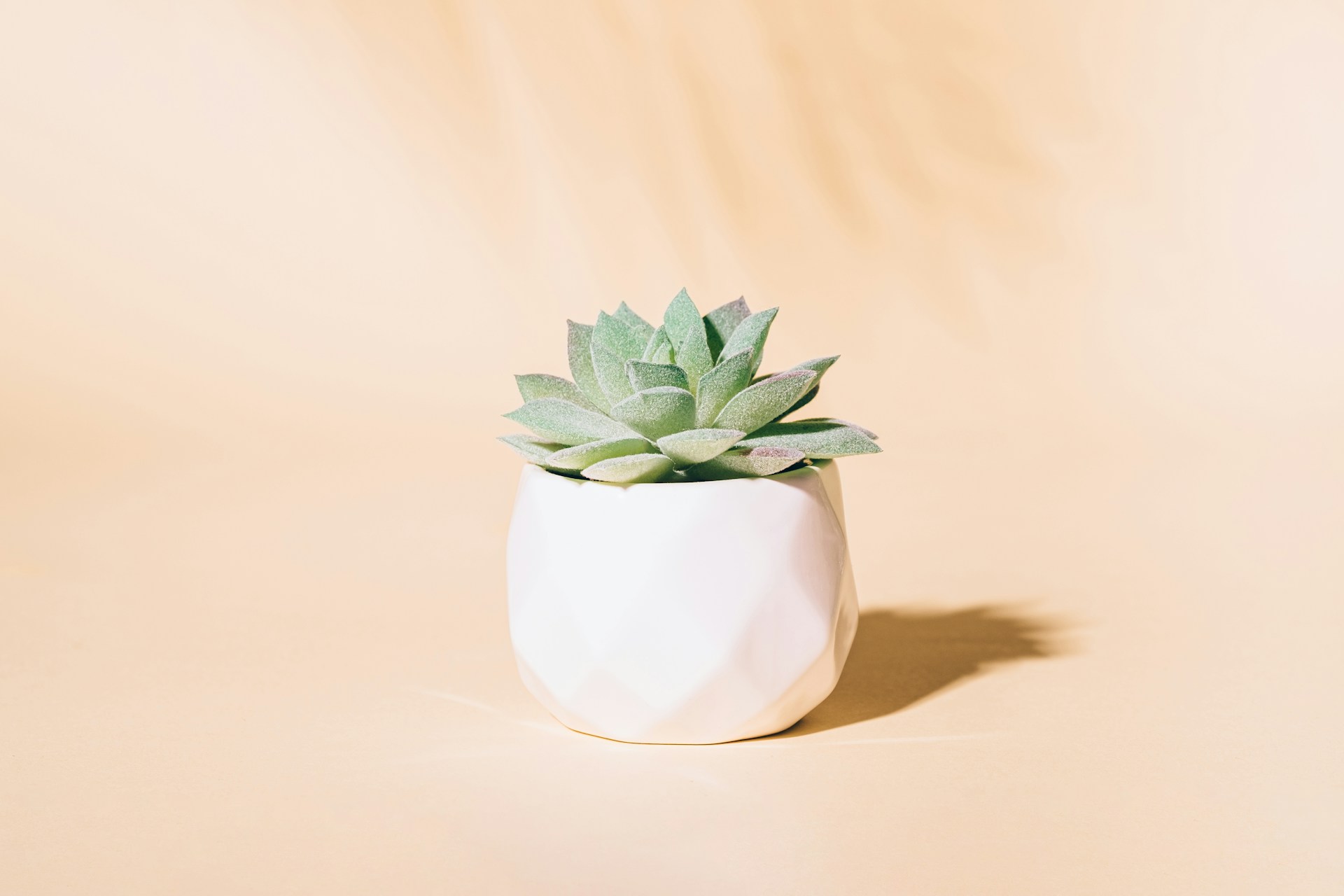 Pots & Planters — Afloraa