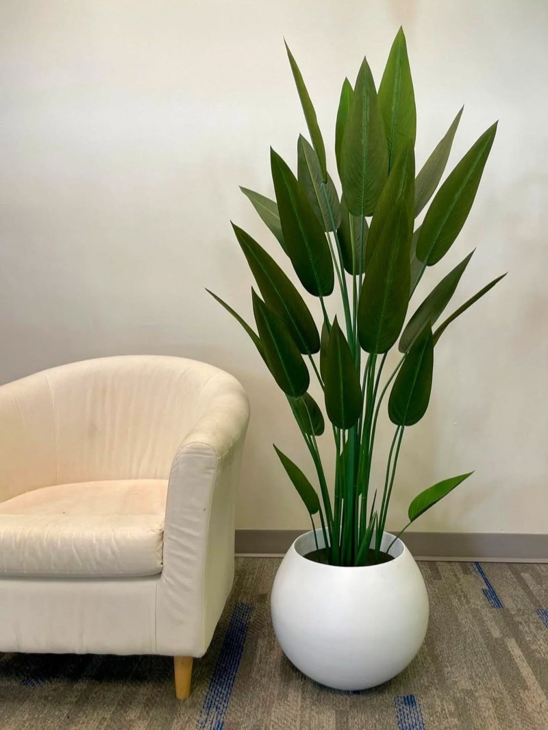 Afloraa: Bird Paradise White Pot