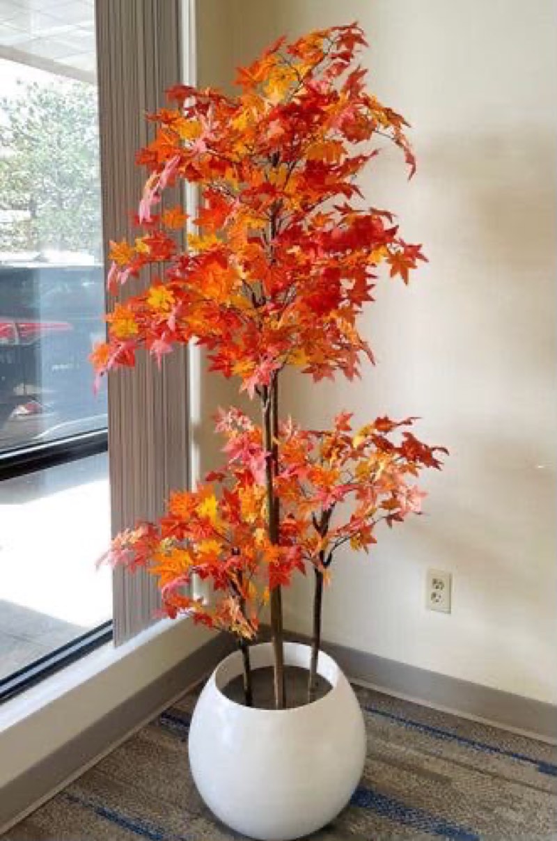 Afloraa: Nv Plant 10