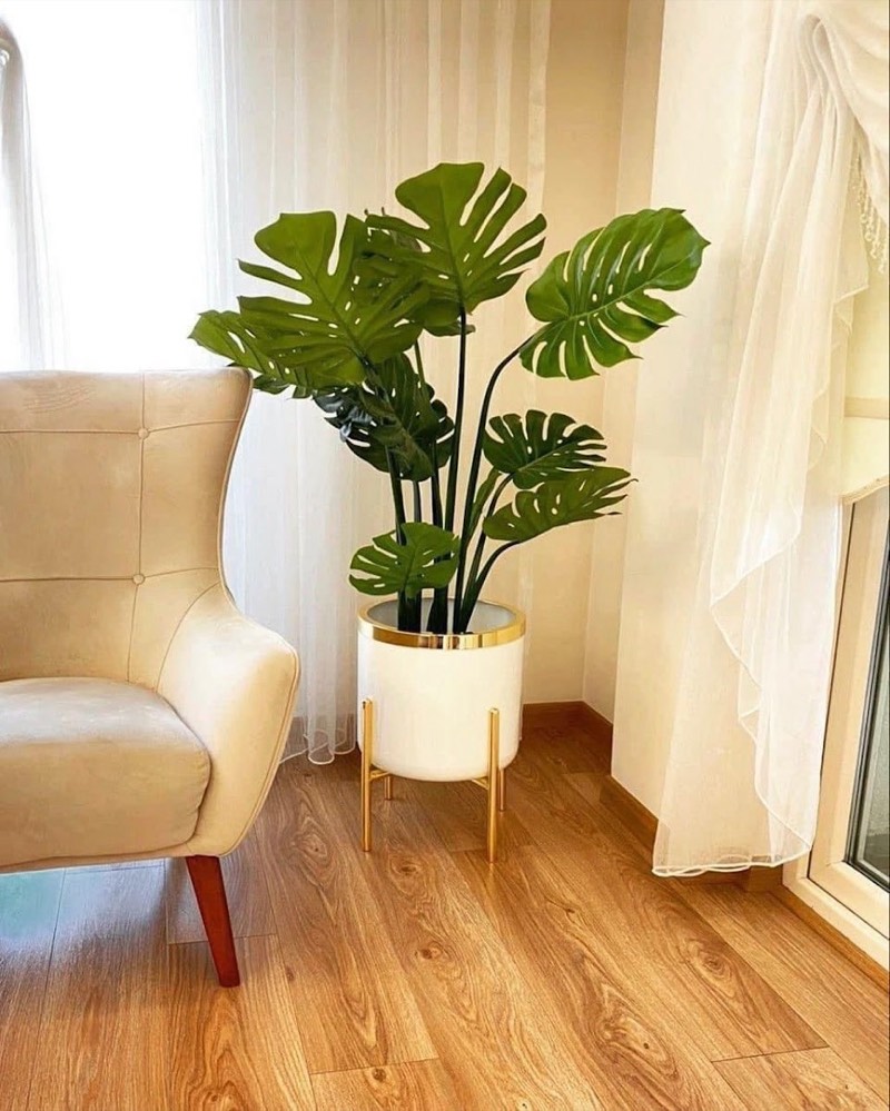 Afloraa: Plant Living Room