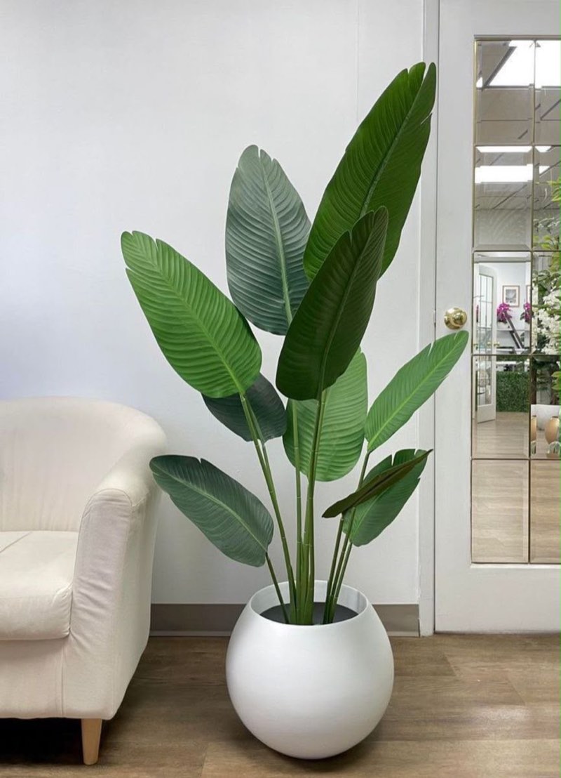 Afloraa: Traveller Palm Interior